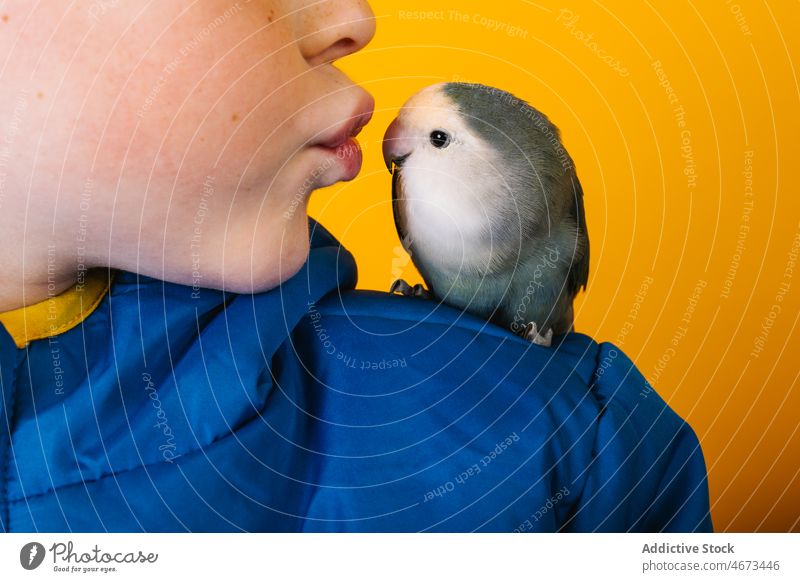 Junge in Oberbekleidung küsst Papagei Liebesvogel Kuss Besitzer Haustier loyal Kind farbenfroh hell Schulter Vogel Kindheit niedlich Regenmantel bezaubernd