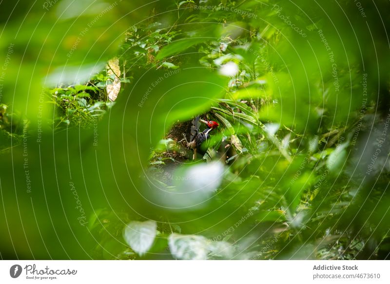 Campephilus principalis auf einem Baum im Regenwald Vogel Specht Vogelbeobachtung Tierwelt Laubwerk klopfen Dickicht Blatt Natur Ast Zweig Waldgebiet Wälder