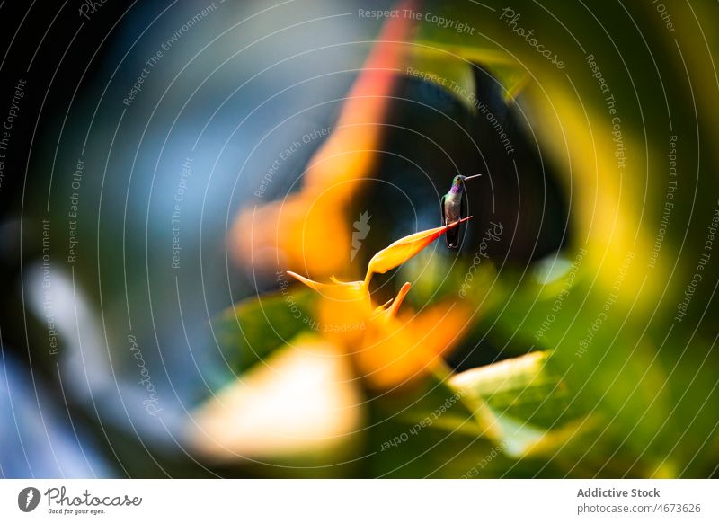 Kolibri auf Blüte zwischen Blättern Vogel colibri Tierwelt Vogelbeobachtung Helikonie Laubwerk Blatt Blume Blütenknospen Blütenstand Natur Lebensraum Umwelt