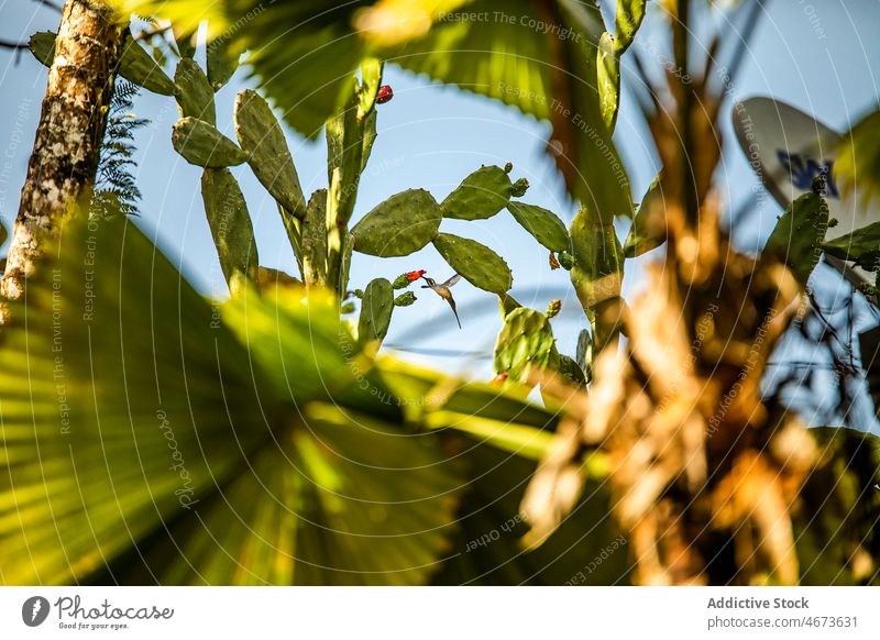 Blühende Opuntia-Kakteen und Kolibri in der Natur opuntia Sukkulente Kaktusfeige colibri Vogel Fahrkarte wachsen vegetieren Fliege natürlich Blütezeit Umwelt