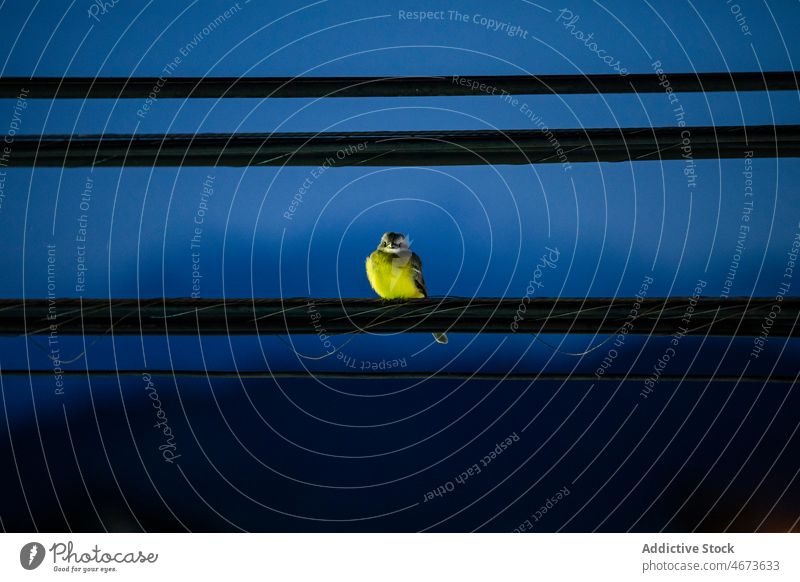 Cyanistes caeruleus am Kabel in der Abenddämmerung Vogel eurasische Blaumeise Draht Vogelbeobachtung Tierwelt Himmel Himmel (Jenseits) wolkenlos Dämmerung Nacht