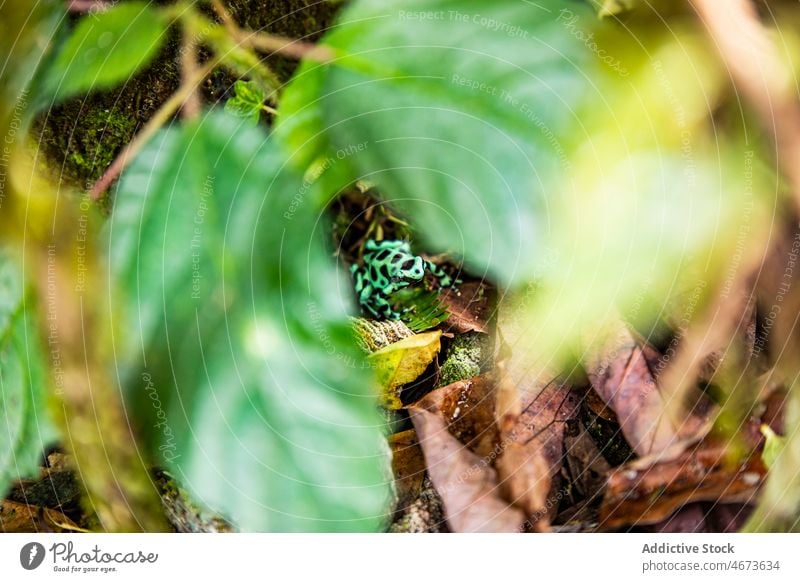 Färbender Giftfrosch in tropischen Wäldern Nebel Dendrobaten Färben von Giftfrosch Tier Lebensraum Tierwelt Natur Wald Dschungel Waldgebiet Regenwald Flora