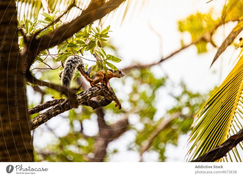 Kinkajou auf Baum im Wald kinkajou Tier wild Regenwald Natur Kreatur Bargeld Lebensraum Tierwelt Rodentia Costa Rica Sommer Fauna Umwelt niedlich klein braun