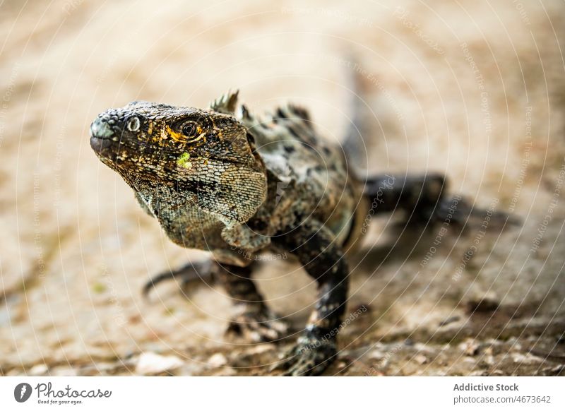 Wilder bunter Leguan in der Natur Leguane Lizard exotisch wild Lebensraum Bargeld tropisch Fauna Kreatur Sommer Sommerzeit Wald Umwelt Tierwelt Costa Rica