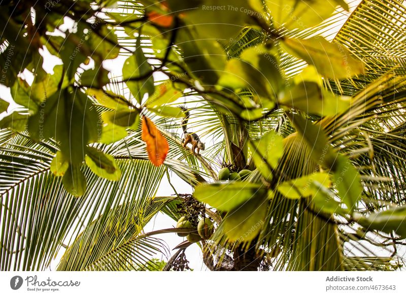 Kleiner Kinkajou auf exotischem Baum kinkajou Tier wild Regenwald Natur Kreatur Bargeld Lebensraum Tierwelt Wald Rodentia Costa Rica Sommer Fauna Umwelt