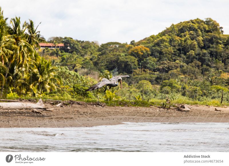 Pelikan fliegt über tropischen Strand Wasservogel Vogel Tierwelt Ornithologie Küste Ufer Wald Natur Sommer üppig (Wuchs) vegetieren Costa Rica Pelikanidae grün
