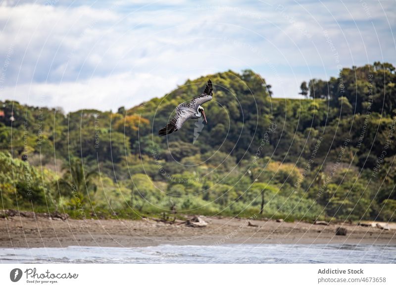 Pelikan fliegt über tropischen Strand Wasservogel Vogel Tierwelt Ornithologie Küste Ufer Wald Natur Sommer üppig (Wuchs) vegetieren Costa Rica Pelikanidae grün