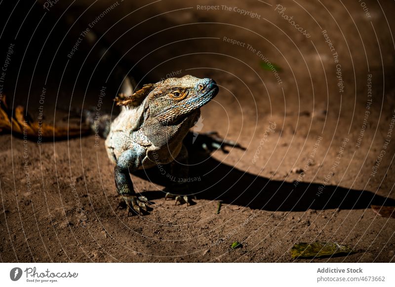 Eidechse am Boden in der Natur Lizard exotisch wild Lebensraum Bargeld tropisch Fauna Kreatur Reptil Tierwelt Sommer Sommerzeit Wald Umwelt Costa Rica Wälder