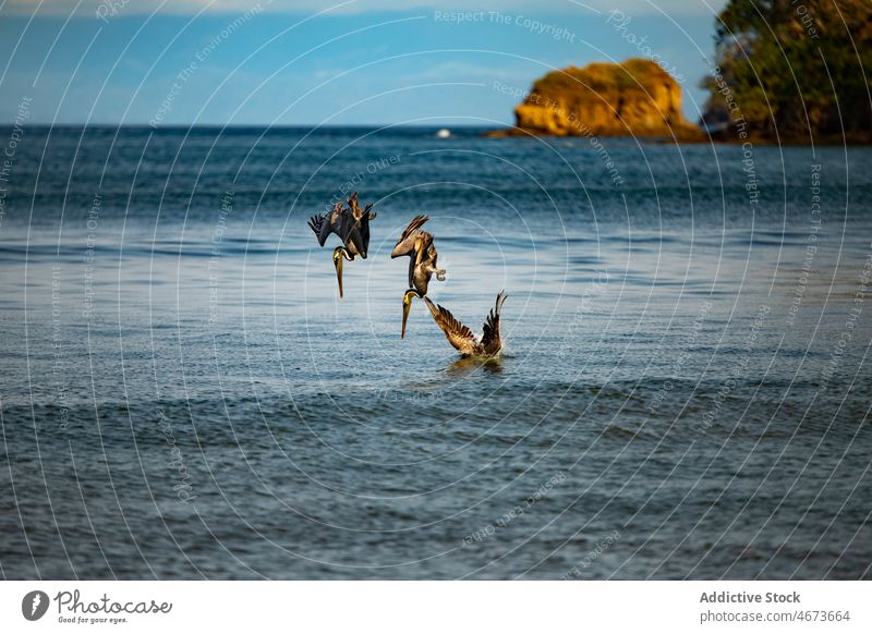 Pelikane fliegen über das kräuselnde Meer Wasservogel Vogel MEER Natur Tierwelt Bargeld Lebensraum Schwarm aqua Rippeln Sommer Schwimmer wild Umwelt Costa Rica