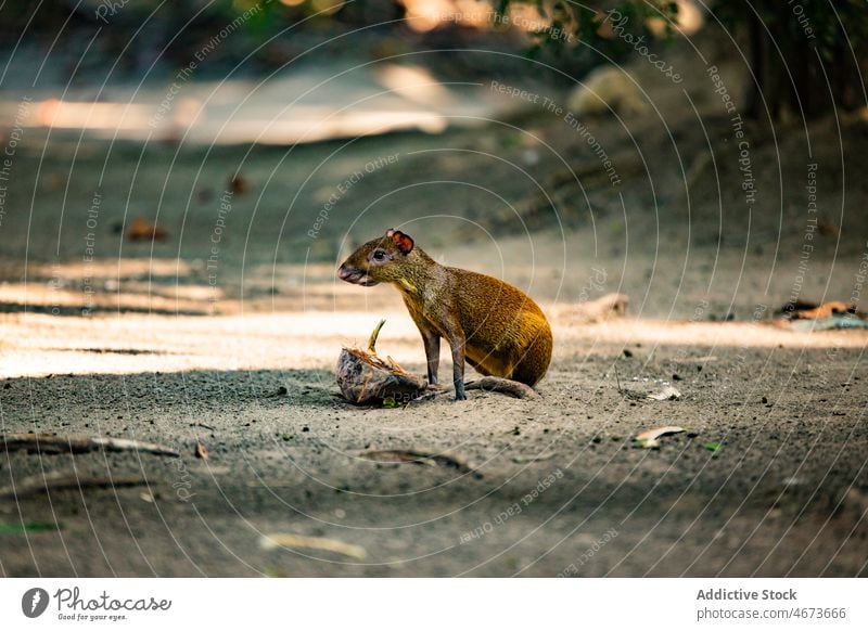Agouti auf einem Pfad im Wald sitzend agouti Nagetiere Tier wild Natur Kreatur Bargeld Lebensraum Tierwelt dasyprocta Rodentia Costa Rica Sommer Fauna Umwelt
