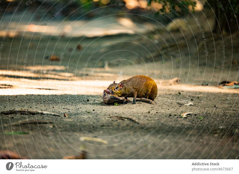 Agouti auf einem Pfad im Wald sitzend agouti Nagetiere Tier wild Natur Kreatur Bargeld Lebensraum Tierwelt dasyprocta Rodentia Costa Rica Sommer Fauna Umwelt