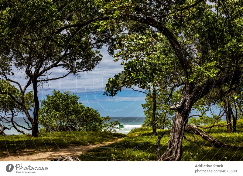 Bäume an der Küste in Meeresnähe Baum Ufer MEER Seeküste Wasser Natur Strand Resort tropisch Umwelt Sommer aqua üppig (Wuchs) vegetieren Costa Rica grün