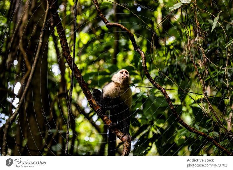 Kaapori-Kapuziner auf einem Ast Kapuzineriner kaapori Affe Baum Natur tropisch Wald exotisch Dschungel Lebensraum Cebidae Costa Rica Laubwerk Blatt Pflanze