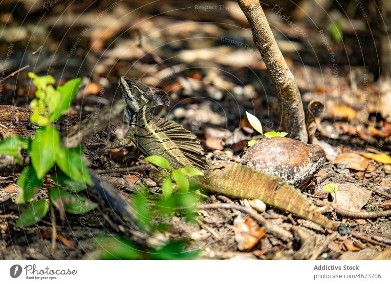 Wilder exotischer Basiliskus im Wald Lizard wild Natur Lebensraum Bargeld tropisch Fauna Kreatur Sommer Sommerzeit Umwelt Tierwelt Basilisken Corytophanid