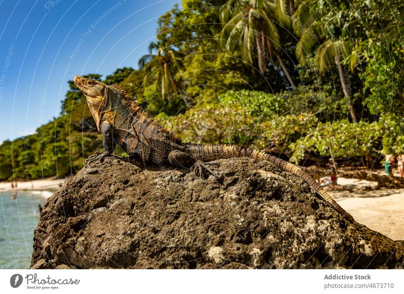 Leguan sitzt auf einem Felsen am Ufer Leguane Tier Felsbrocken MEER exotisch wild Natur Stein Lebensraum Bargeld tropisch Sommer Wasser Küste Lizard Fauna