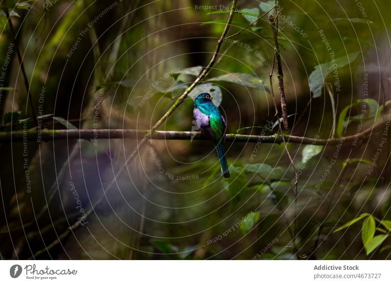 Trogon-Vogel in tropischen Wäldern Vogelbeobachtung Tierwelt Ast Laubwerk Blatt Zweig Natur Waldgebiet Lebensraum Umwelt Dschungel Costa Rica Sommer Baum Grün