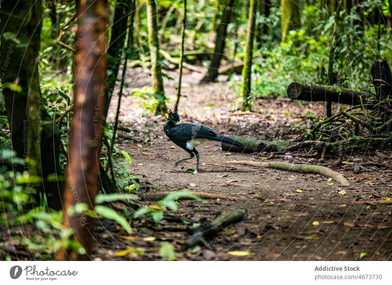Crax rubra am Boden im Wald Vogel große Hundshuhn Natur Vogelbeobachtung Waldgebiet Wälder Tierwelt Lebensraum Umwelt Dschungel tropisch Costa Rica Sommer