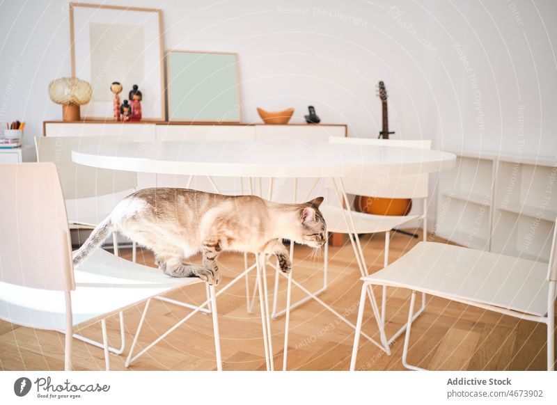 Katze springt auf Stühle in der Nähe des Tisches Haustier springen Tier Stuhl katzenhaft heimisch Kreatur spielerisch niedlich bezaubernd Wohnzimmer dekorativ