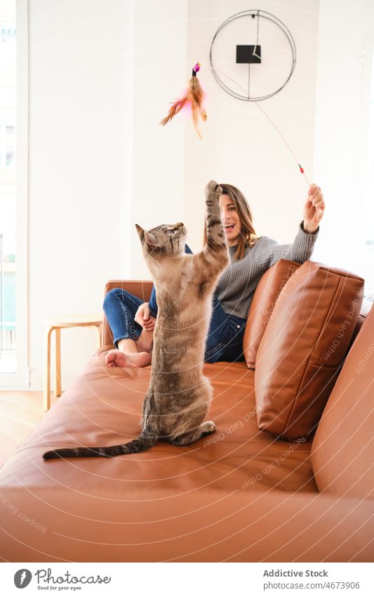 Frau mit Zauberstab spielt mit Katze auf Couch spielen Liege Spielzeug Haustier Tier spielerisch Besitzer Teaser katzenhaft heimisch Kreatur niedlich bezaubernd