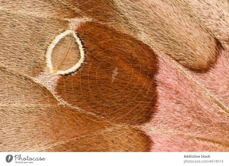 Nahaufnahme eines Seidenspinnerflügels Antheraea polyphemus abstrakt braun abschließen filigran Design Detailaufnahme getrocknetes Exemplar Entomologie
