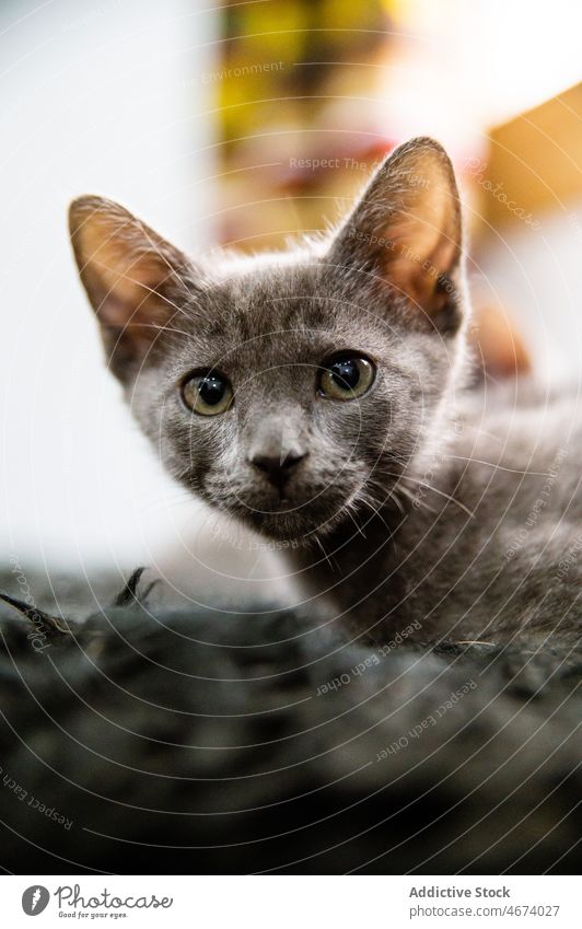 Niedliches russisches blaues Kätzchen auf schwarzer Oberfläche Katze Russisch Blau Katzenbaby Haustier Tier katzenhaft ruhen Säugetier Bargeld Kreatur heimisch