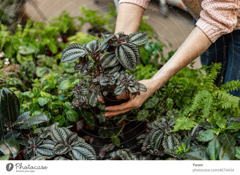 Menschliche Hände halten Pflanzen in einem Topf. Suche und Kauf von Pflanzen für die Gartenarbeit zu Hause. Unbekannte Frau mit Topfpflanze. Hobby-Konzept. Weicher Fokus
