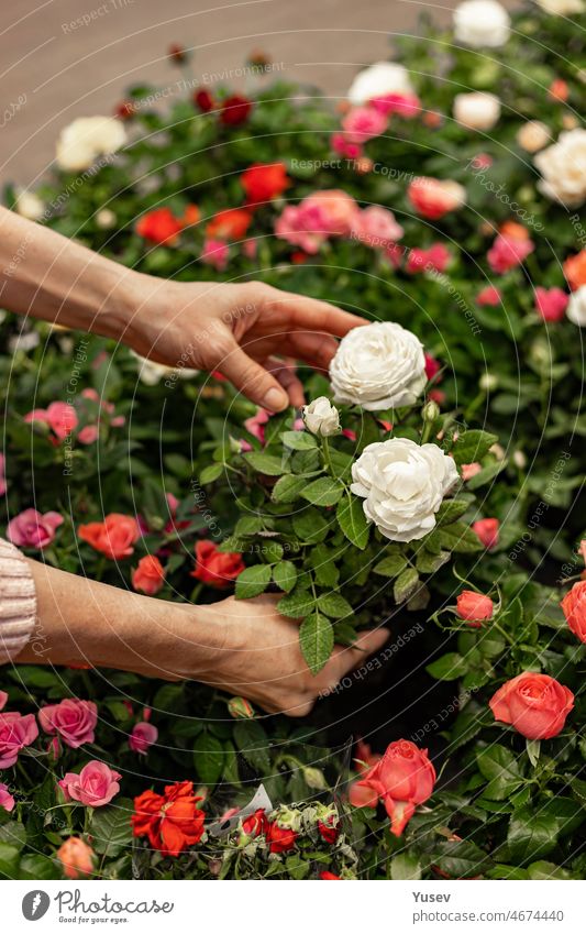 Menschliche Hände halten Gartenrosen in einem Topf. Suche und Kauf von Pflanzen für den heimischen Garten in in Gartencenter. Unerkennbare Frau mit Topfpflanze. Hobby-Konzept. Weicher Fokus