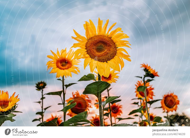 blühende Sonnenblumen auf einem Feld im Sonnenuntergang Sonnenblumenfeld von unten nach oben Himmel gelb Blühend leuchtend leuchtende Farben bunt Wolken Sommer