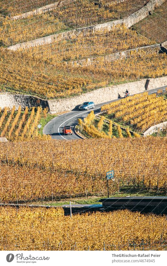 Strasse zwischen Rebbergen im Herbst Reben rebberg Weinbau Straße Auto gelb gelblich braun Natur Außenaufnahme Landwirtschaft Weinrebe Weinberg Landschaft