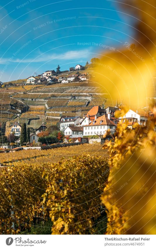 Rebberg im Herbst mit  Häuser im Hintergrund Reben rebberg Weinbau gelb gelblich braun Natur Außenaufnahme Landwirtschaft Weinrebe Weinberg Landschaft Haus
