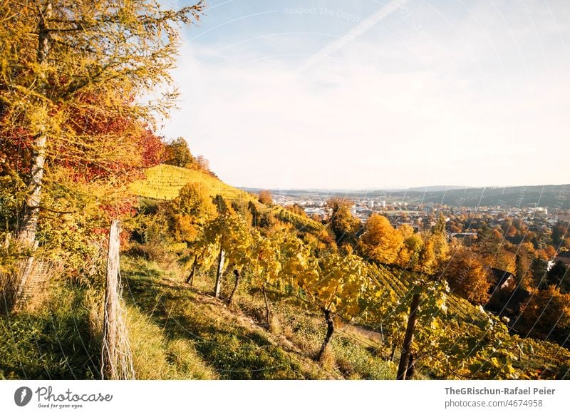 Rebberg vor Stadt Reben rebberg Weinbau Herbst gelb gelblich braun Natur Außenaufnahme Landwirtschaft Weinrebe Weinberg Landschaft Haus Häuser Blätter