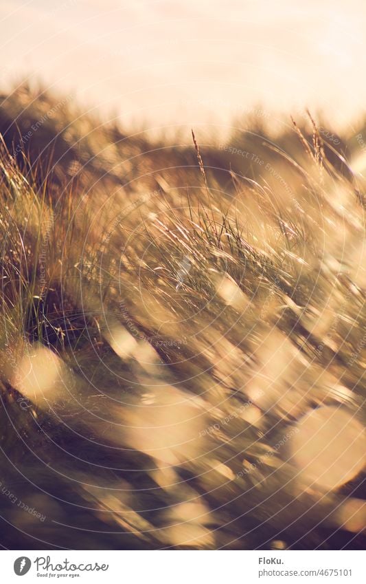 Goldfarbenes Licht über der dänischen Küste Nordsee Strand Meer Pflanze gold Sonne Sonnenschein Gras Natur Dünengras Nordseeküste Dänemark Reisen gutes Wetter