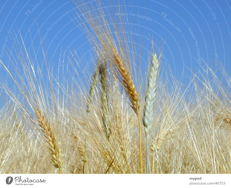 Getreidefeld Gerste gelb Ähren Feld Nahaufnahme Himmel reife gerste vor der ernte