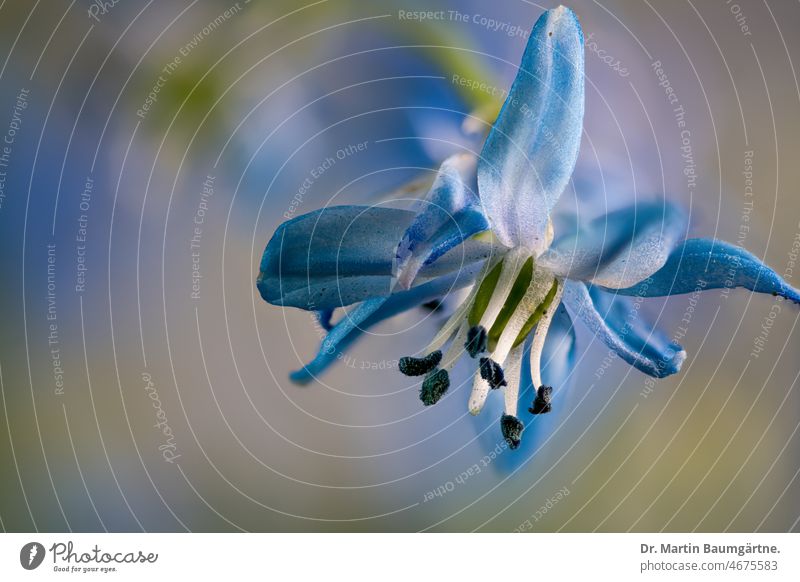 Scilla sibirica, Asparaginaceae, Blüte Frühjahrsblüher Zwiebelblume Geophyt blau Nahaufnahme Pflanze Spargelgewächse Zierblume Gartenblume europäisch