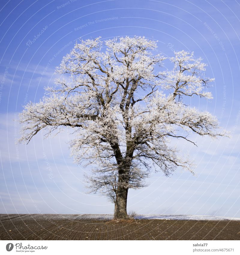alleinstehende Eiche im Winterkleid Baum Raureif Blauer Himmel Frost gefroren winterlich Winterstimmung kalt frieren frostig Pflanze Natur Wintertag Kälte