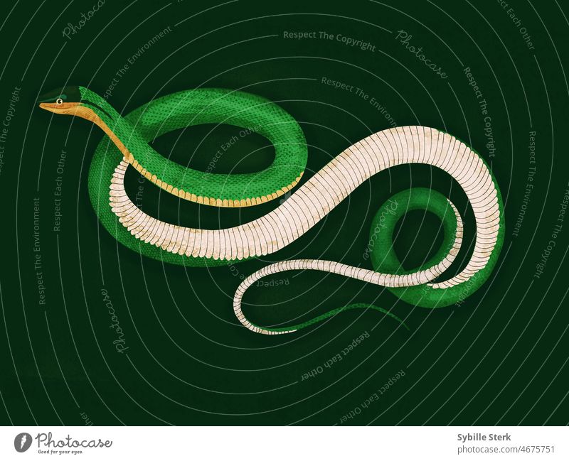 Schlange Grasschlange grün Schuppen Reptil Smaragd verschlungen