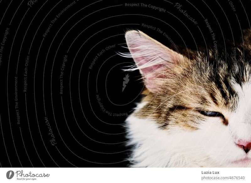 Katzenporträt: das Auge halb geschlossen, das Ohr gespitzt Kater Katzenportrait Haustier Tier Hauskatze Fell Tierporträt Katzenkopf Schnurrhaar schön Katzenohr