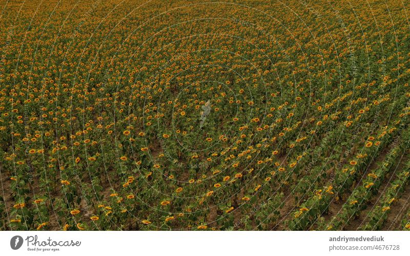 Leuchtend gelbe Sonnenblumenfeld im Sonnenlicht. Lage Ort der Ukraine, Europa. Foto von Ökologie-Konzept. Perfekte natürliche Tapete. Texturale Bild der Drohne Fotografie. Entdecken Sie die Schönheit der Erde