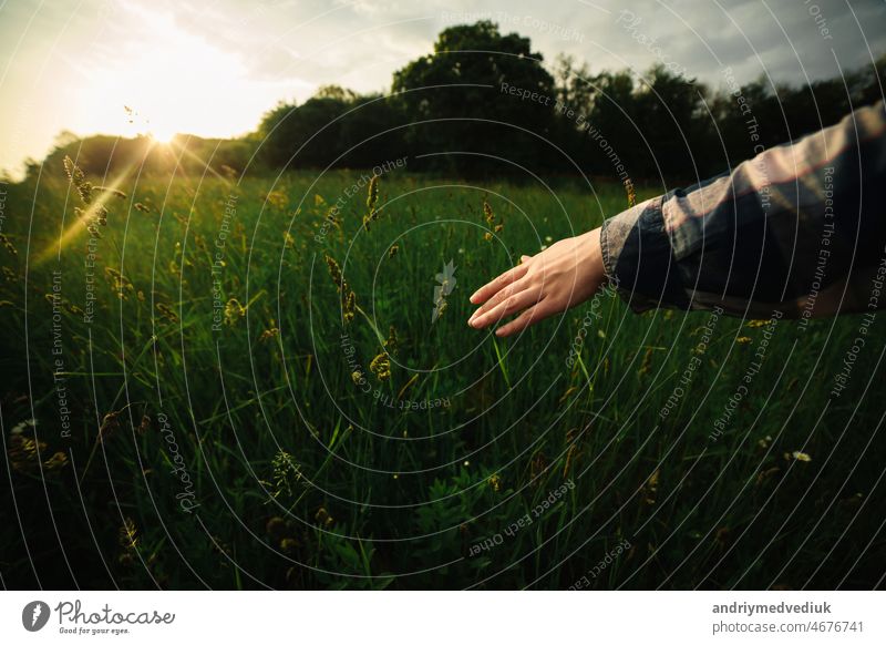 Nahaufnahme einer Frauenhand, die grünes Gras im Sonnenuntergangslicht berührt. selektiver Fokus Hand Natur Pflanze Feld menschlich Wachstum natürlich