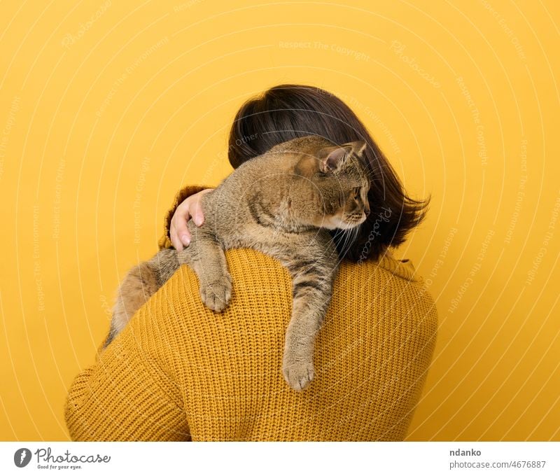 eine Frau in einem orangefarbenen Pullover hält eine erwachsene Scottish Straight Katze auf gelbem Hintergrund. Liebe zu den Tieren Haustier Person Beteiligung
