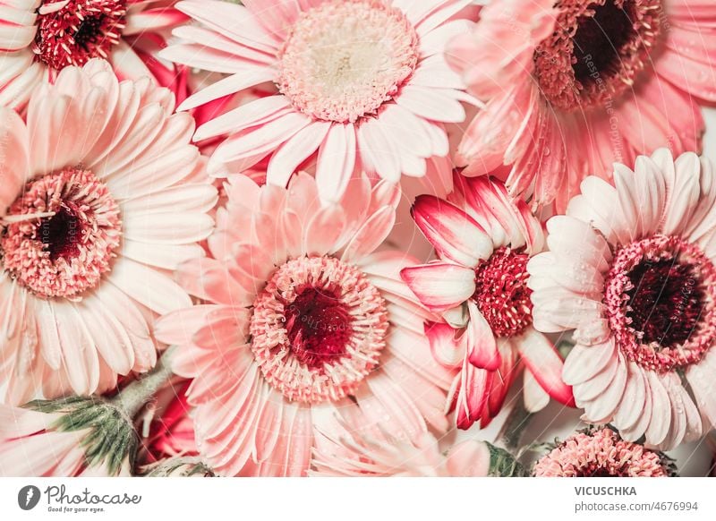 Floraler Hintergrund mit Nahaufnahme von blassrosa Gerbera-Blüten geblümt abschließen Blume Blütenblätter schön Ordnung Grußkarte Draufsicht Blütezeit