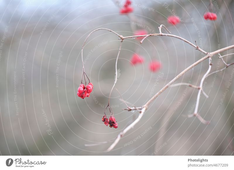 Rote Beeren im Winter rot Unschärfe kalt trist Natur Außenaufnahme Farbfoto Pflanze Menschenleer Frost Nahaufnahme Schwache Tiefenschärfe Tag Umwelt Zweig Ast