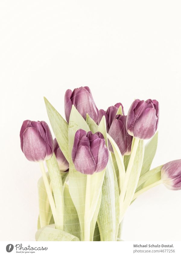 Ein Strauß violetter Tulpen in zarten Farben Blume Pflanze Zierpflanze schön ruhig flower plant calm quiet grün green still stillleben deko interior interieur
