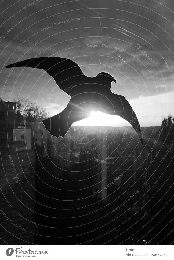 Vogelschutzgebiet Fensterscheibe aufkleber silhouette Sicherheit Schutz kunststoff Gegenlicht Abend horizont himmel fensteraufkleber Vogelschutzkleber Warnung