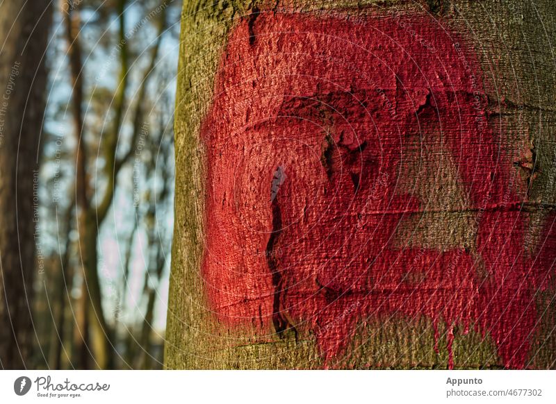 Rotes Alarmzeichen gesprüht auf einen Buchenstamm Zeichen Baumstamm Graffiti Natur Umwelt Wald Baumrinde Farbfoto Licht Außenaufnahme Laubbaum Warnung