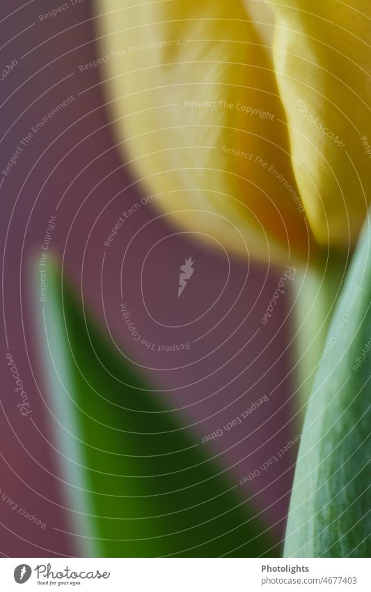 Gelbe Tulpe mit viel Unschärfe gelbe Tulpe Ansicht Frühling Single Saison romantisch Romantik Blütenblatt Natur Blume Pflanze schön Nahaufnahme grün frisch