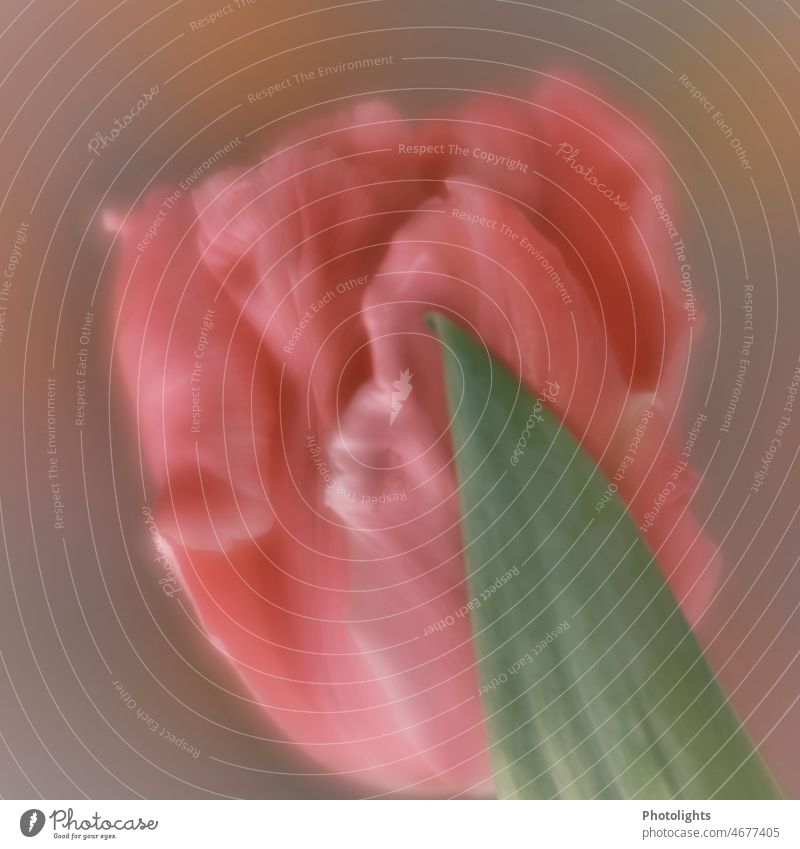 Ein grünes Blatt legt sich schützend an die Blüte Tulpe Schutz rot aprikot Frühling Blume Pflanze Blühend Farbfoto Natur Tag rosa Innenaufnahme