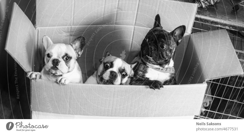 Familie im Pappkarton Tier Zaunlatte Bulldogge Welpe Kasten Karton Porträt Gesicht Ausdruck Stimmung Aspekt Modus Monochrom schwarz auf weiß Hund verrückt