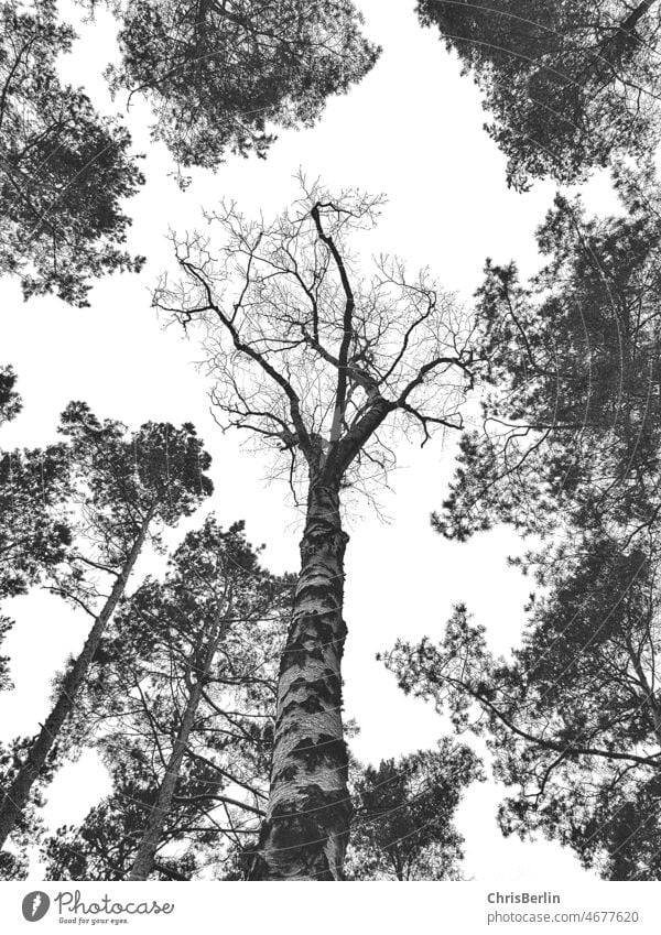 Blick nach oben in die Baumkronen Bäume Natur Außenaufnahme Wald Himmel Landschaft Menschenleer Herbst Birke Kiefer Schwarzweißfoto Pflanze Baumstamm natürlich