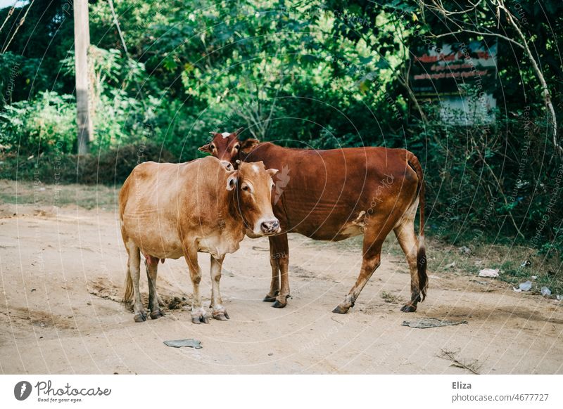 Zwei Kühe am Straßenrand in Asien Rind Natur zwei Südostasien freilaufend